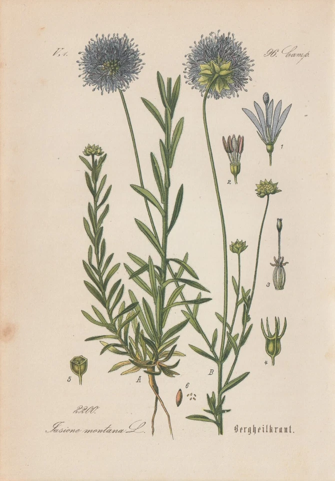 Berg-Sandglöckchen (Jasione montana) Chromo-Lithographie von 1885 sheep's-bit - Bild 1 von 1