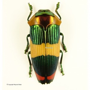 Calodema for sale | eBay