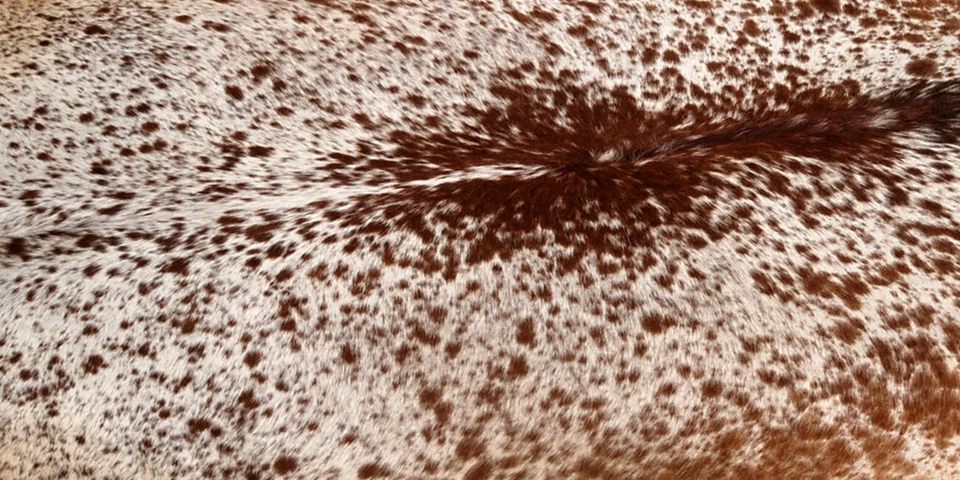 100% Original Kuhfell Teppich Bereich Skin Leder 25.73 Sq.feet (165cmx145cm) - Bild 2 von 3