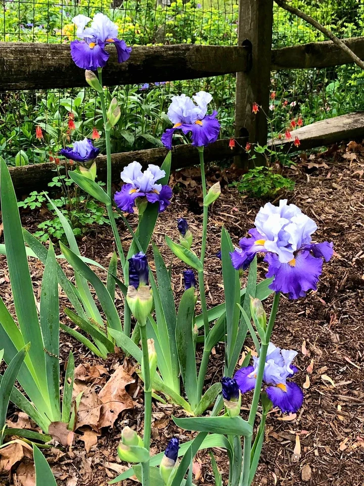 3 Bearded Iris Rhizomes " Cubs Win It "   Tall Live Plant Bulbs - Image 2 of 4