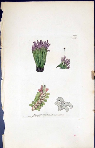 Old Print Jungermannia Albicans British Plants Botany 1847 Sowerby Smith 19th
