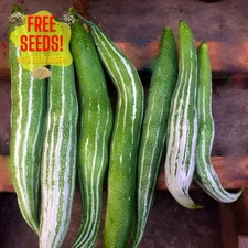 Fresh Snake Gourd Seeds | Si Gua | 10 Seeds | Heirloom Non-GMO | Asian Vegetable