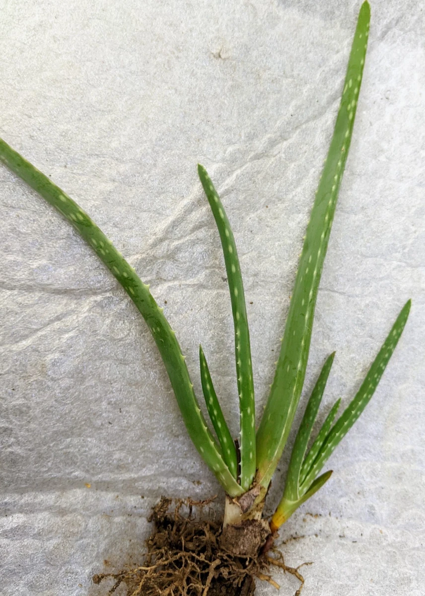 Aloe Vera Edible Cactis&Succulents for sale | eBay