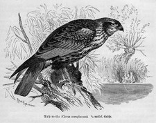 ROHRWEIHE STO&szlig;VOGEL Holzstich 1891 Vogel