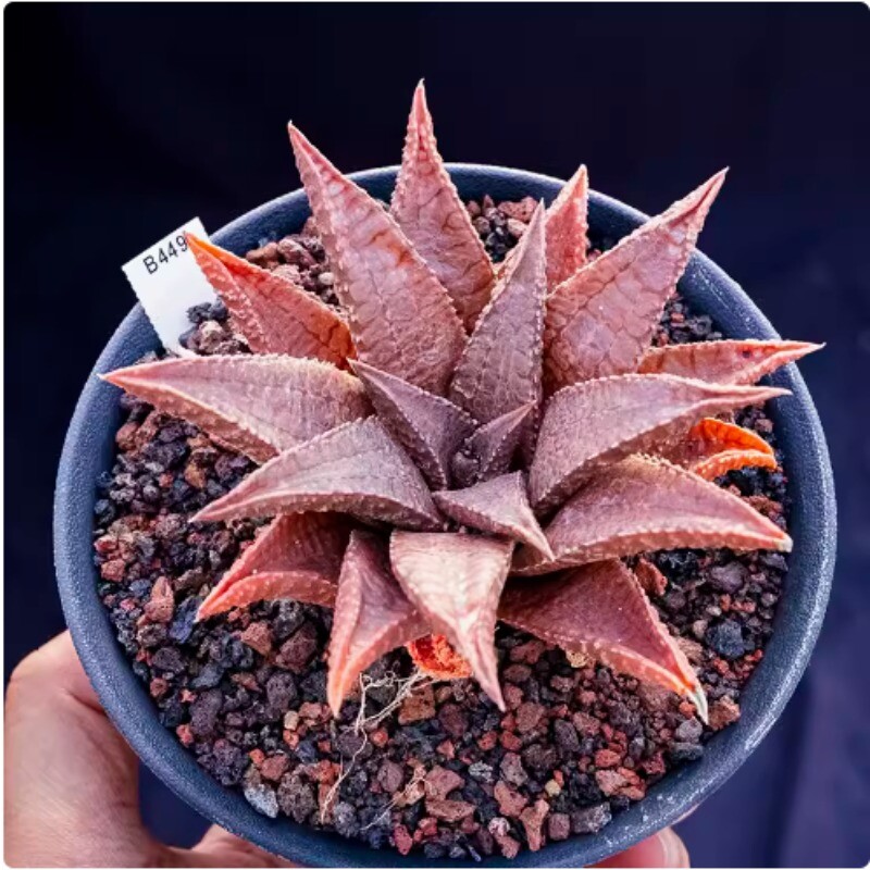 Foto 1 di 8