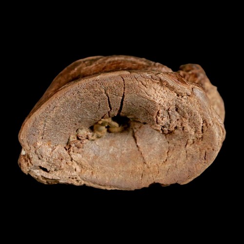 1,7 Zoll Ichthyodectes Fisch fossile Wirbel späte Kreidezeit Niobrara-Formation - Bild 7 von 10