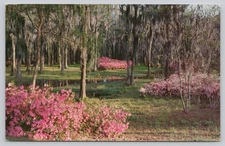 Greenfield Park Azalea Garden Photochrome Postcard Myrtle Beach SC