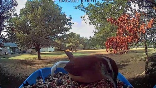 BirdDock Hummingbird Smart Bird Feeder Camera AI Recognition Christmas Gift - Picture 13 of 16