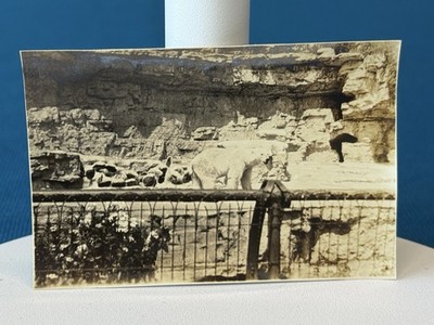 Zoo Polar Bear View in St. Louis Missouri 1920's ANTIQUE Photo Lt#94