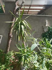 Well Established Yukka Plant In A Flowered Toilet Pan.Approx 6.6"in Height.
