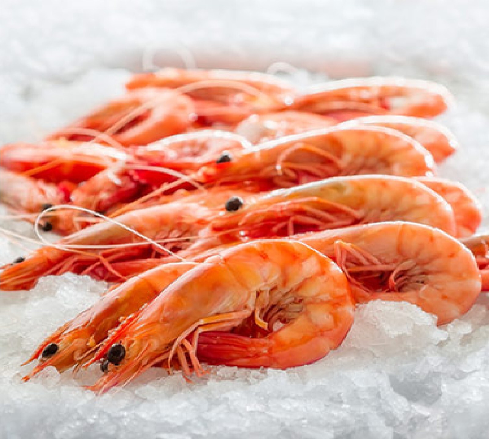 Louisiana Dried Shrimp Salted Large Prawns High Quality Sea Food Size