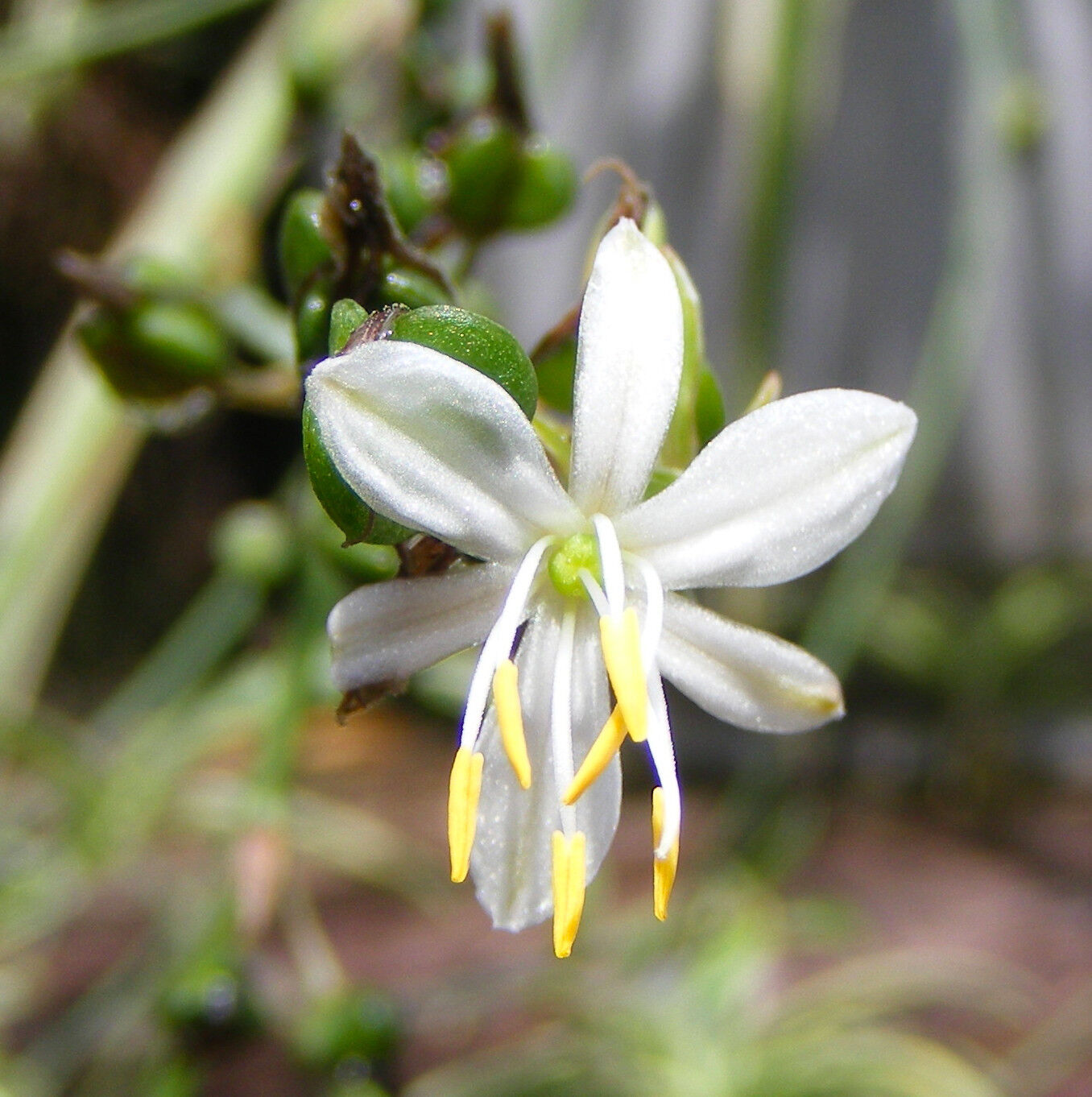 Caring for your Spider Plant (Chlorophytum Comosum) – Ana Hana Flower