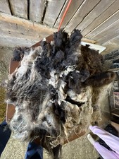 Icelandic fleece Really NICE, Raw unwashed, unskirted, 1.8 lbs