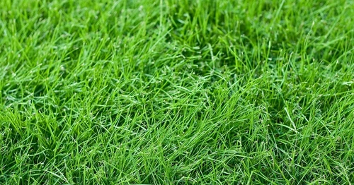 GreenThumb Grass Seed
