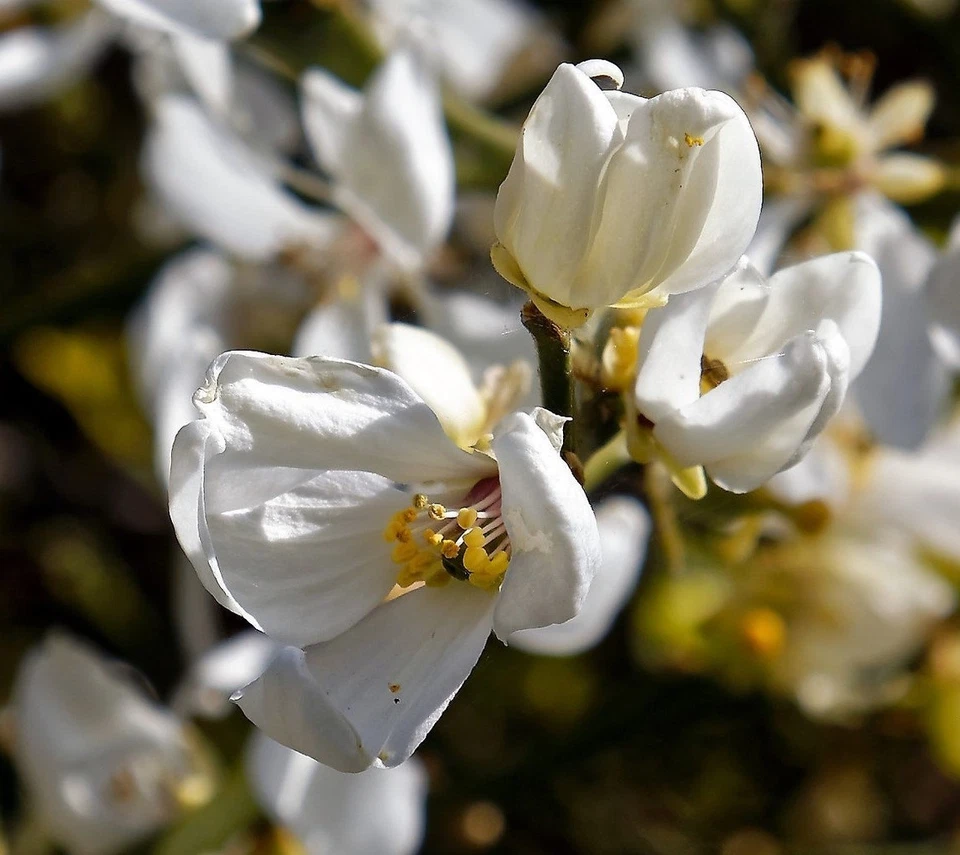 10 Hardy Orange Live Trees seedlings(5"-8" tall, bare root) Citrus trifoliata - Image 3 of 4