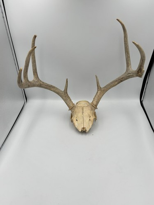 #ad #ad Whitetail Deer European Mount Skull 8 Point Buck 15” Spread Antlers Cabin Decor $129.99