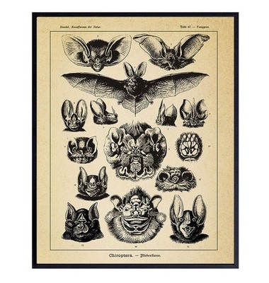 Vintage Haeckel Bats Wall Decor Picture - Retro Antique Style Art 8x10, multi