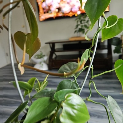 Sweet Heart Leaf Philodendron Cordatum Live Plant in 4" pot w/ Soil  well-Rooted | eBay
