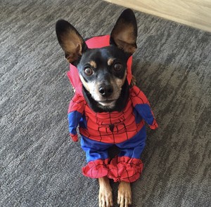 Halloween Dog Spider Man Costume Superhero Pet Dress Up Spiderman S 9 12lbs Ebay