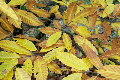 Photo 12x8 Leaves of the Sweet Chestnut, Castanea sativa Munlochy We bough c2021