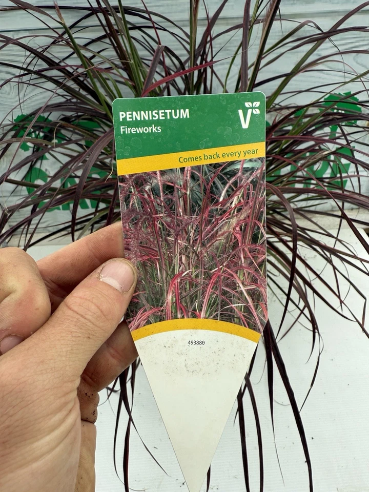 1 × Pennisetum ‘Fireworks’ – Bold Purple Variegated Fountain Grass – 2L Pot - Image 3 of 3