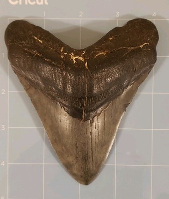 Large Megalodon Fossil Shark Tooth