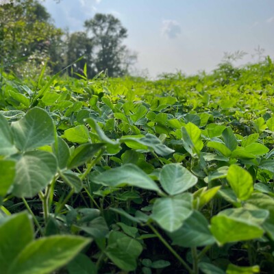 Laredo Forage Soybeans Food Plot Seed, Provides Tons of Nutritious Forage, 5 lbs