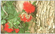 Ohia Lehua Tree Native Hawaii Volcanoes National Park Big Island Postcard