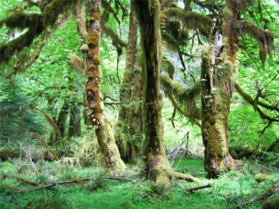 HOH RAINFOREST OLYMPIC NTL PARK GLOSSY POSTER PICTURE BANNER PRINT PHOTO US 7189