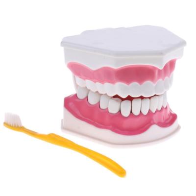Dental Adult Education Teaching Model with Removable Lower Teeth + Toothbrush