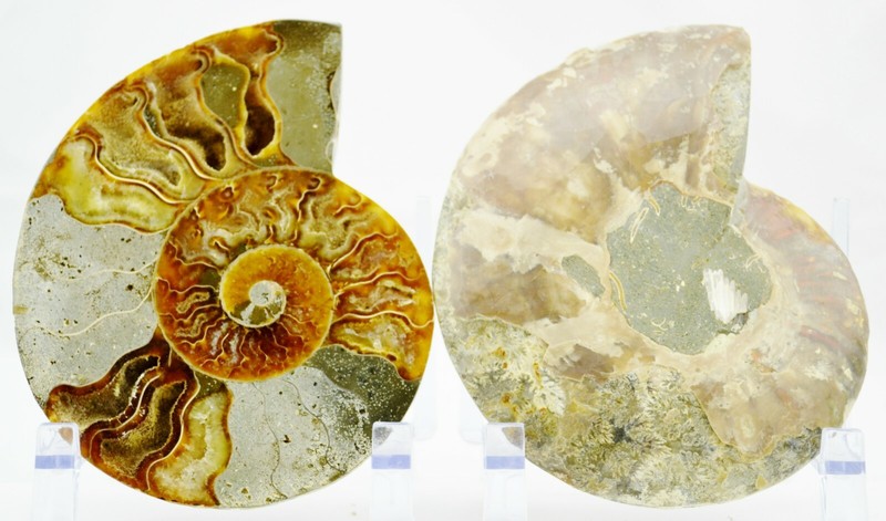 Large Ammonite Pair Multi Color Crystals XXL 5.4" 137mm 110myo FOSSIL e4967hh