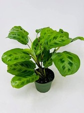 Green Maranta Prayer Plant Live Indoor Home Office Exotic Easy
