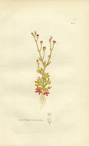 XVIII/XIX- SAXIFRAGE A TROIS DOIGTS (Saxifraga Tridactylites) Gravure 1798/1837 - Picture 2 of 2