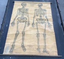 RARE VINTAGE ROLL DOWN MEDICAL SCHOOL ANATOMY CHART SKELETON