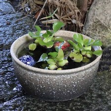 White Kiln-Changed Shigaraki Water Bowl (Goldfish/Medaka, Water Lily) su-0280