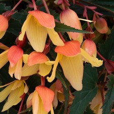 ×6 LRG Begonia Starshine Calypso Plug Plants Trailing Tub-Basket Flower PRE SALE