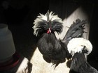 18 STANDARD, WHITE CRESTED BLACK, BLUE POLISH FRESH AND FERTILE HATCHING EGGS — photo 10