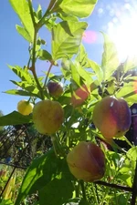 Peachadew Pepper  - gorgeous pepper turns shades of violet, then apricot