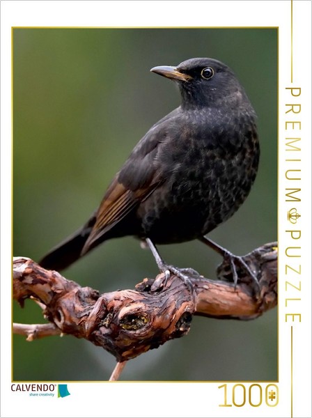 Calvendo Puzzle Amsel 1000 Teile Puzzle Hoch | 1000 Teile Lege-GrößE 64X48Cm Fot-image