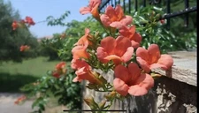50++ Trumpet Vine Seeds (Campsis radicans)  Orange. Free Shipping!
