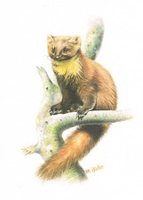 Baummarder Raubtiere Marderartige - Kunstdruck-Bild - 25,5 x 17,5 cm