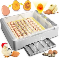 Incubadora de huevos, incubadora de 36-60 huevos con giro automático de huevos