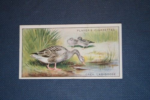 GREYLAG GOOSE Vintage 1927 Wildlife Card EE13M - Picture 2 of 2
