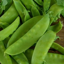 20 Organic Oregon Sugar Pod II Snow Pea Seeds, Non GMO