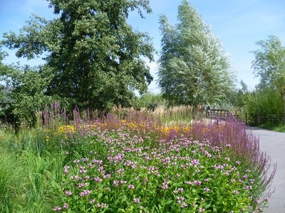 Photo A3 The Sustainable Garden, London Wetland Centre Barnes After much c2011