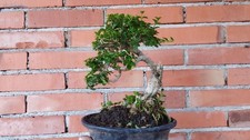 Real Picture Bonsai Premna Microphylla  Bonsai Tree  Bonsai Premna Mame