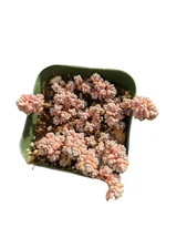 Sedum dasyphyllum Minor Succulent Plant