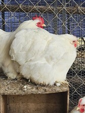 Bantam Cochin Hatching Eggs 8 