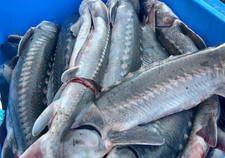 Fresh and Flavorful Whole Sturgeon - Direct from the Columbia River