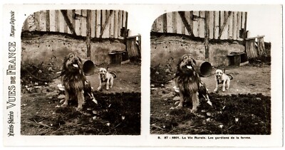 La Vie Rurale.Gardiens de la Ferme.Hunde.Hunde.Photo Paris Stereo.Vues de France